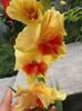 20160802_100340