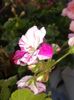 20160731_174419