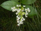 Ligustrum vulgare (2016, June 12)