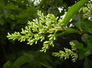 Ligustrum vulgare (2016, June 12)