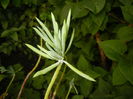 Senecio Kilimanjaro (2016, June 18)