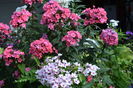 Phlox dupa "scarmanare " !