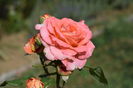 La Mamie Ditiere