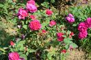 Sophy's Rose