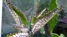 kalanchoe daigremontiana