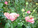 DSC01255 - Copy