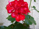 DSC01275 - Copy