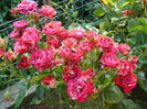 DSC02998 belle espinouse