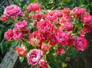 DSC03002-sau belle de espinouse