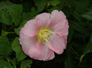DSCN4432