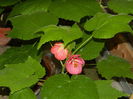 DSCN4450