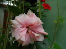 DSCN4452