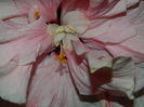 DSCN4453