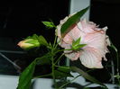 DSCN4466