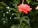 DSCN4477