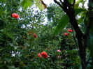 DSCN4478