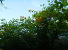 DSCN4482