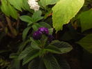 Heliotropium peruvianum ( vanilie salbatica)
