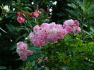 DSCN4492