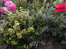 Euonymus doua soiuri