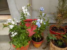 Plumbago, floarea dragostei