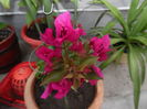 Bougainvillea