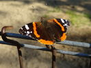 Red Admiral