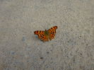 Comma butterfly