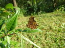 Polygonia c-album butterfly