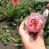 The anlwik rose