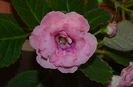 Rokoko Pink