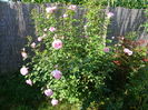 Cottage rose