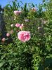 Cottage rose