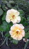 IMG_20160620_201625