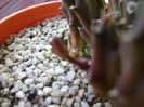 Stapelia hb. berlinensis, boboc