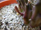 Stapelia hb. berlinensis, boboc