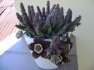 Stapelia variegata