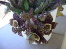 Stapelia variegata