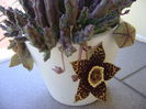 Stapelia variegata