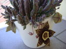 Stapelia variegata