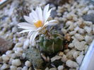 Turbinicarpus klinkerianus