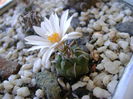 Turbinicarpus klinkerianus