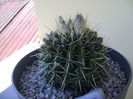 Notocactus mammulosus