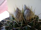 Notocactus mammulosus