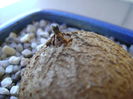 Dioscorea elephantipes, inceput de vegetatie