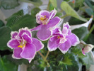 Saintpaulia Princess Jade 10