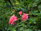 DSCN4502
