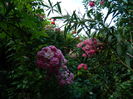 DSCN4506