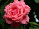 DSCN4516