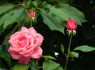 DSCN4517
